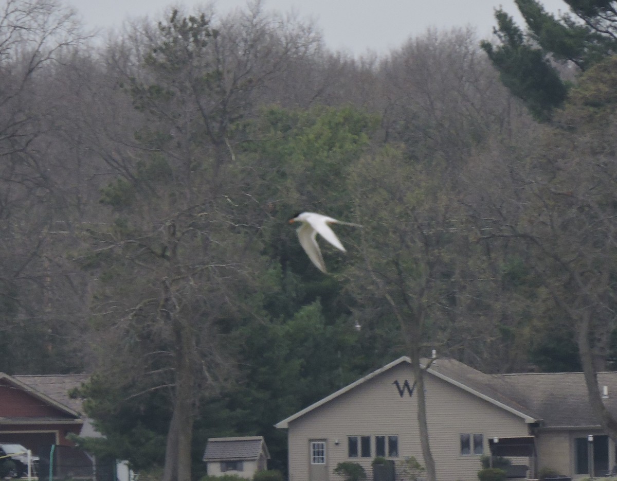 Forster's Tern - ML223130481