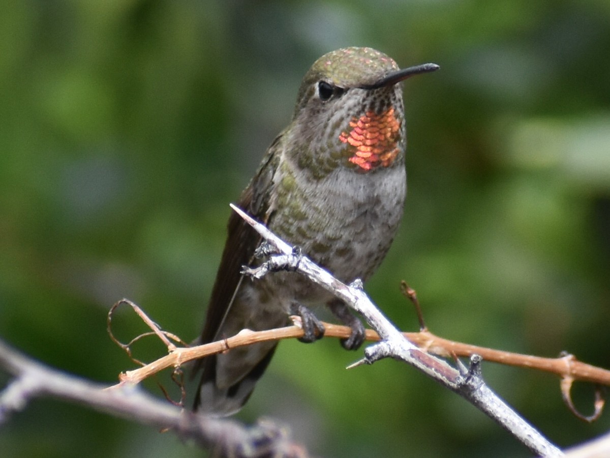 rødmaskekolibri - ML223130521