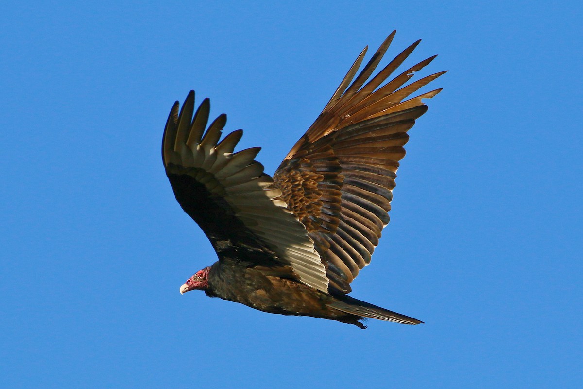 Turkey Vulture - ML223131461