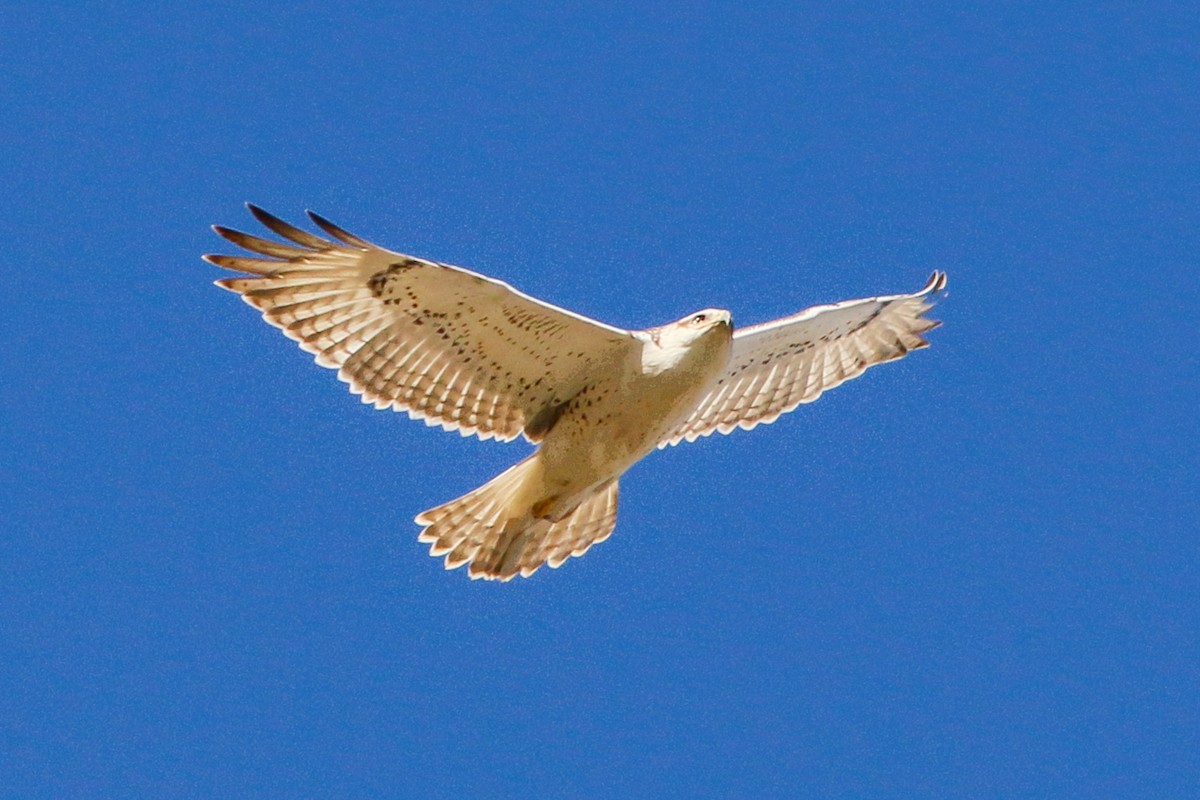 Ferruginous Hawk - ML223133161