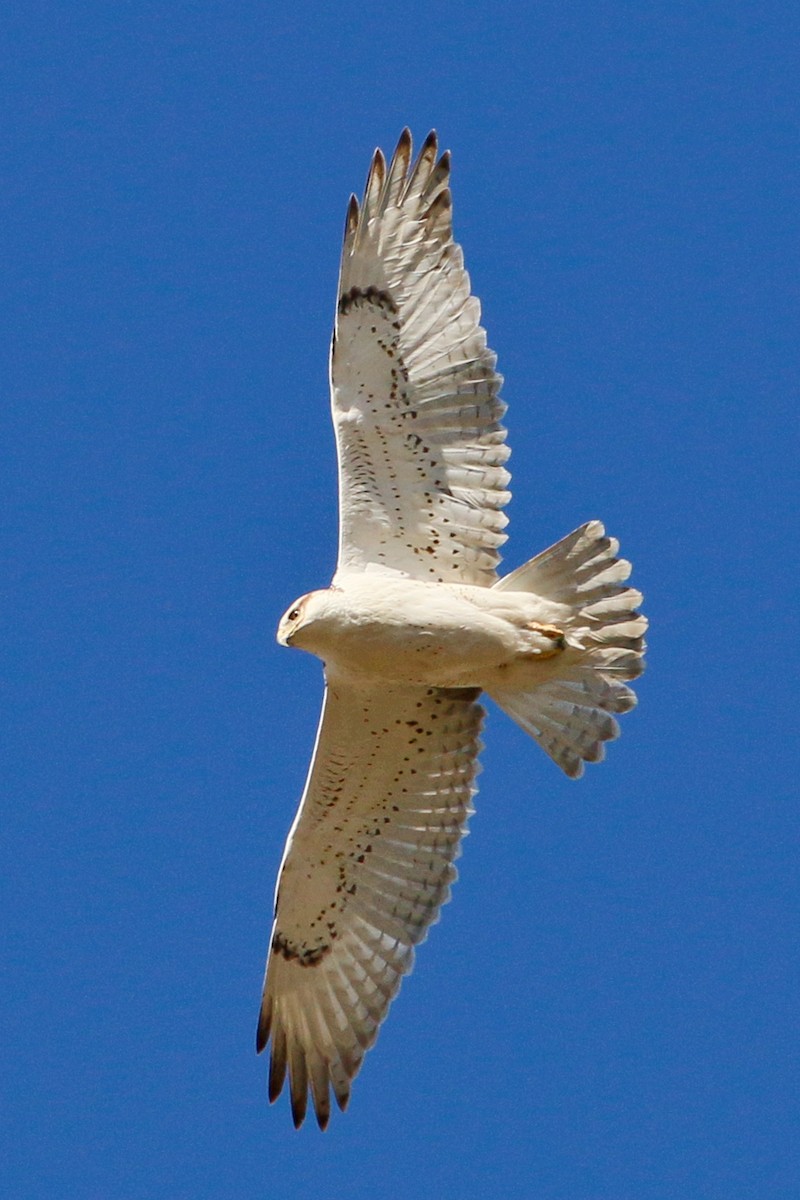 Ferruginous Hawk - Byron Stone