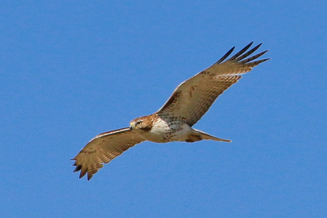 Red-tailed Hawk - ML223133701