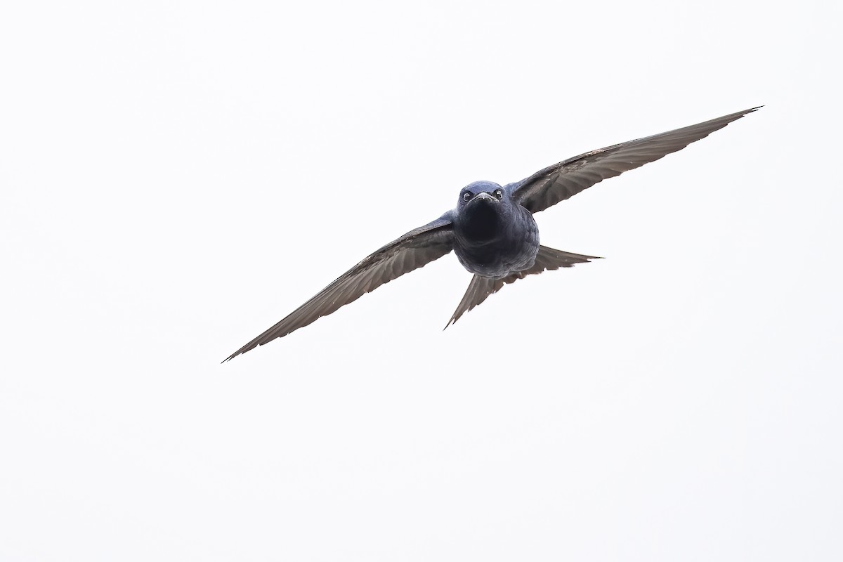 Purple Martin - ML223134361