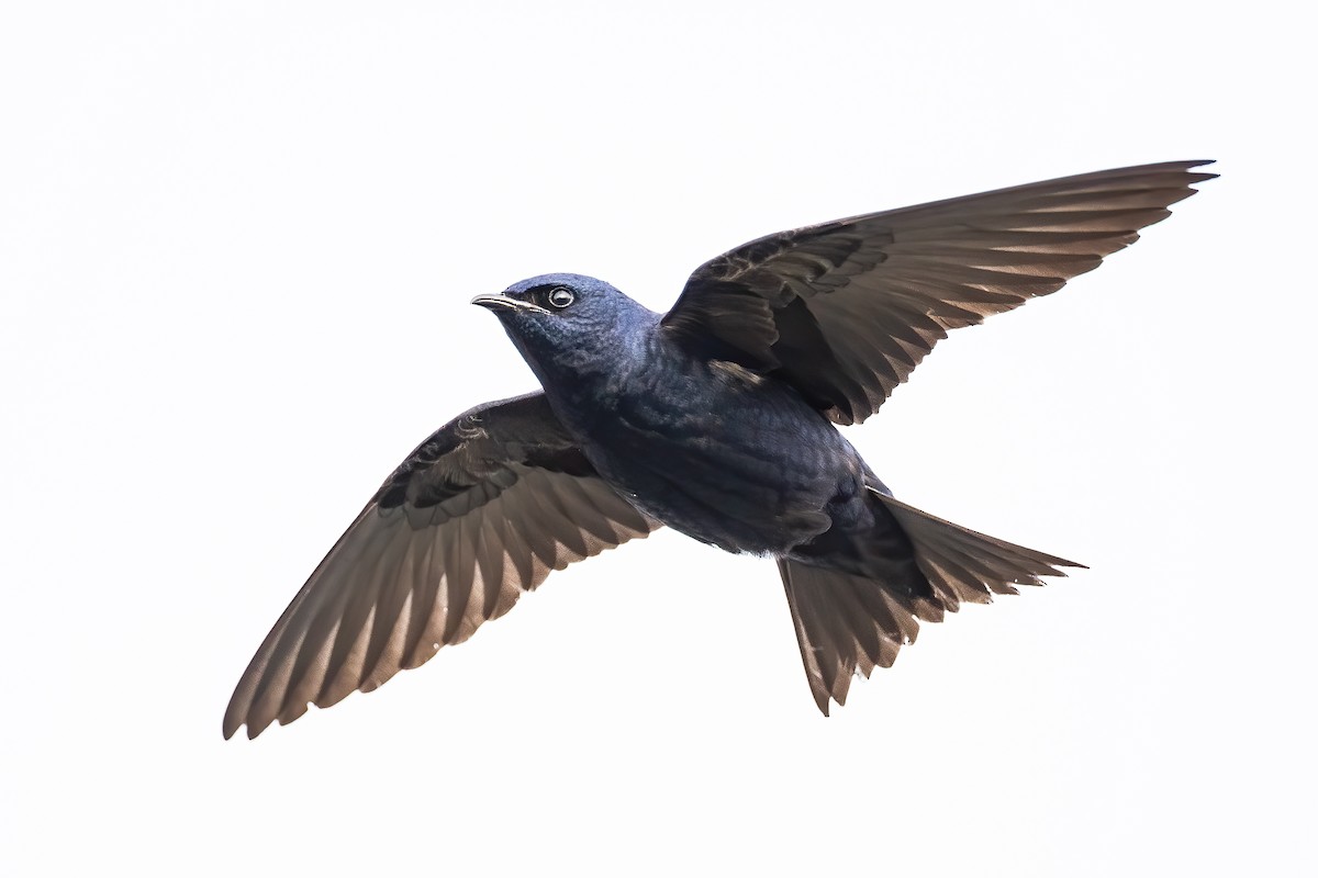 Purple Martin - Ryan Sanderson