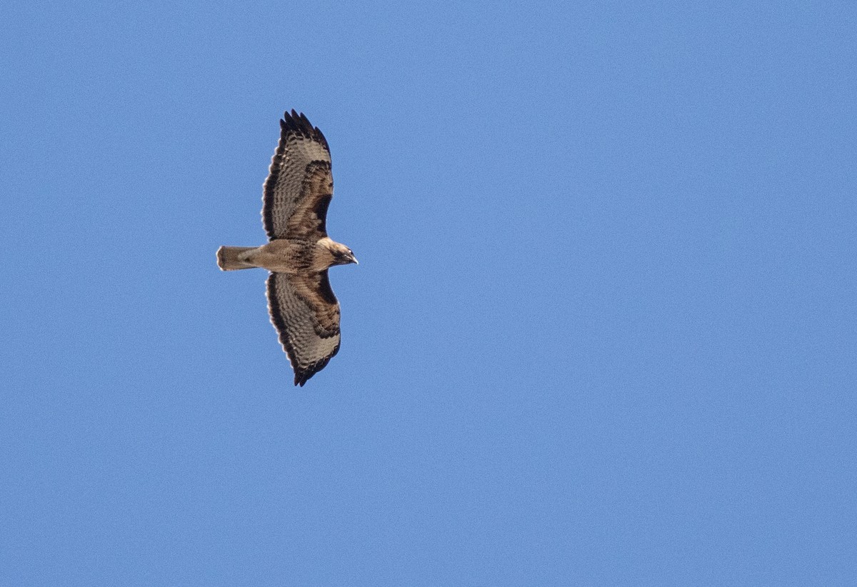 Red-tailed Hawk - ML223134831
