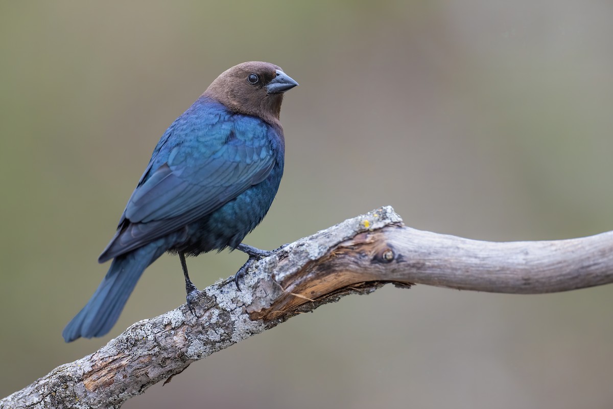 Brown-headed Cowbird - Ryan Sanderson