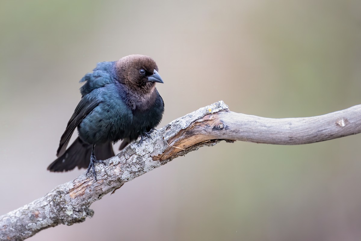 Brown-headed Cowbird - ML223136741