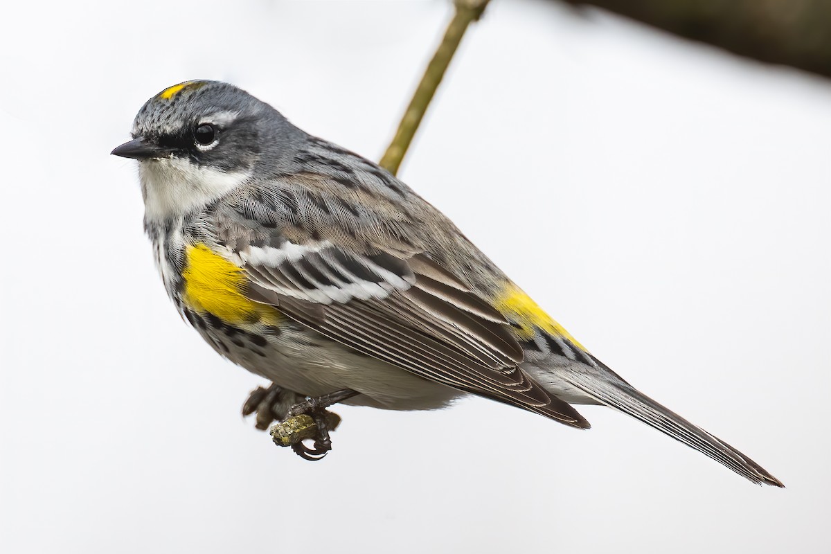 Yellow-rumped Warbler - Ryan Sanderson