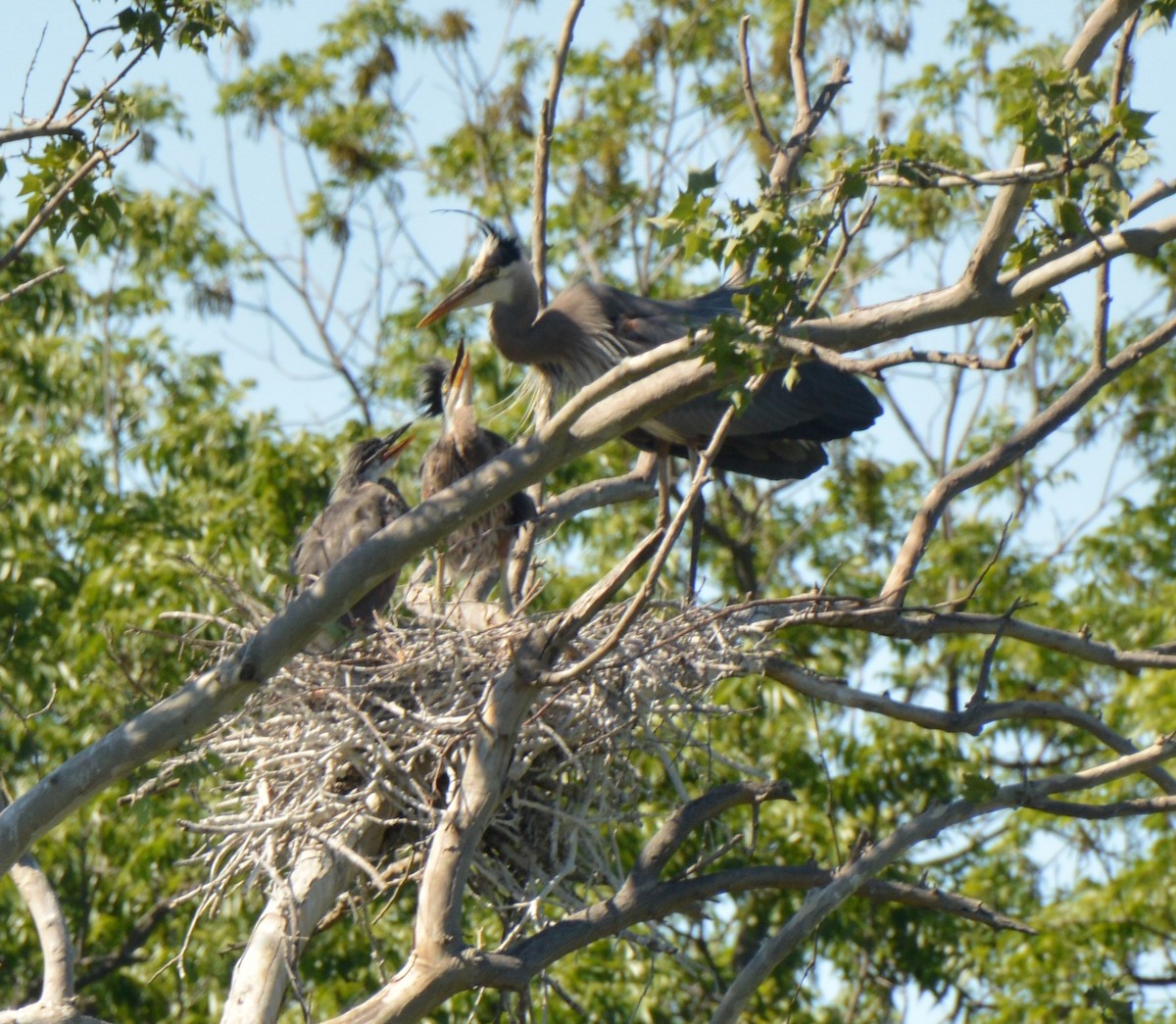 Great Blue Heron - ML223137101