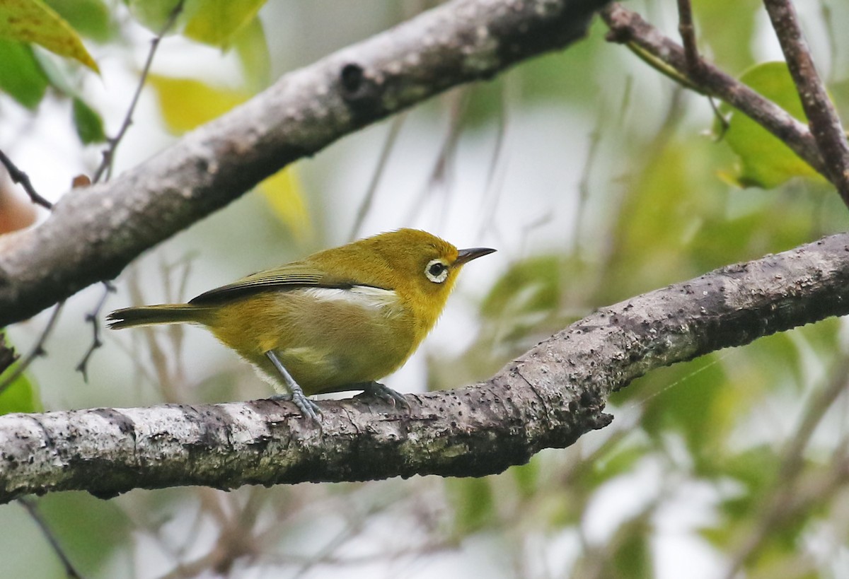 Small Lifou White-eye - Andrew Spencer