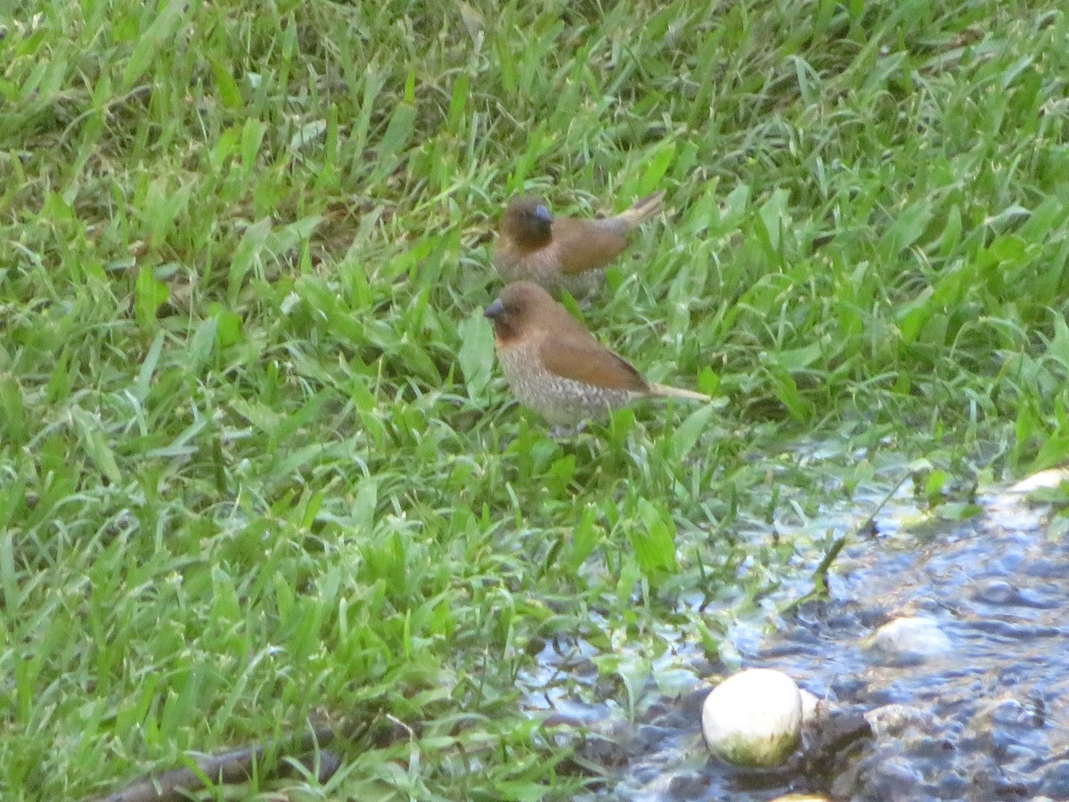 Scaly-breasted Munia - ML223139531