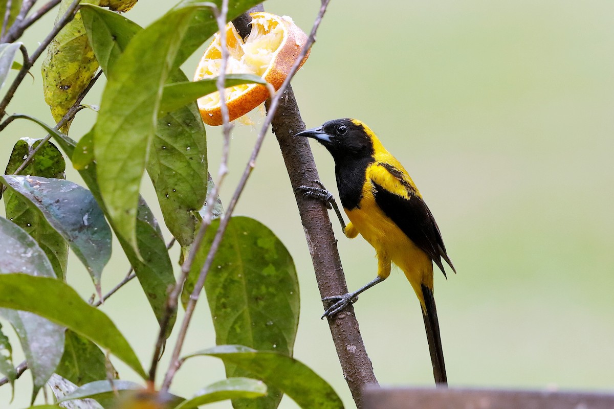 Black-cowled Oriole - ML223142481