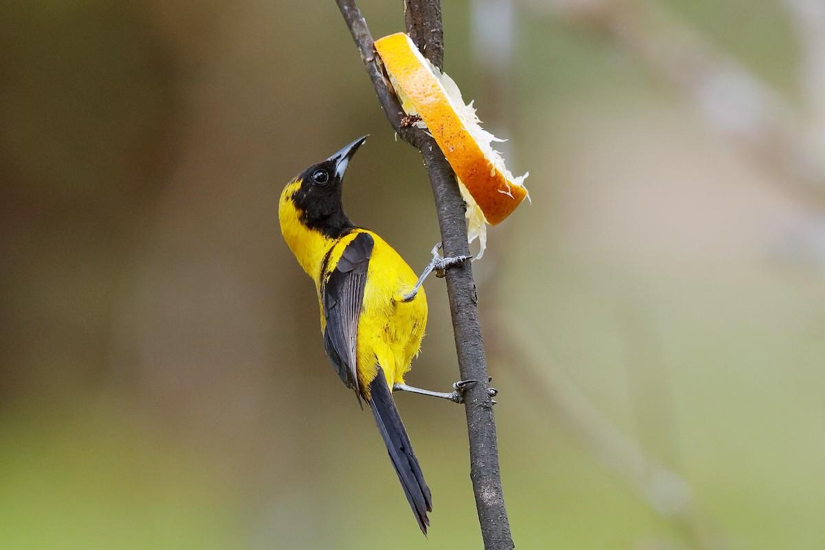 Black-cowled Oriole - ML223142951