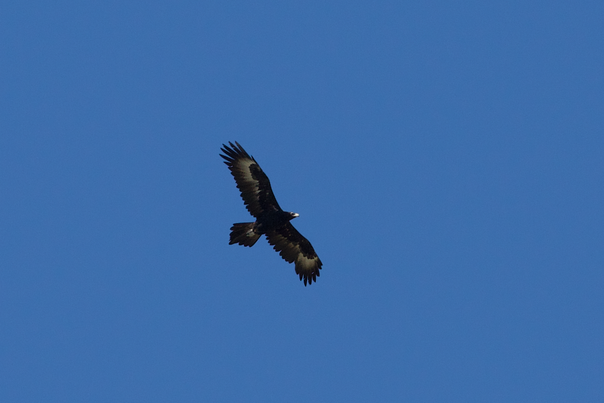 Wedge-tailed Eagle - ML223144271