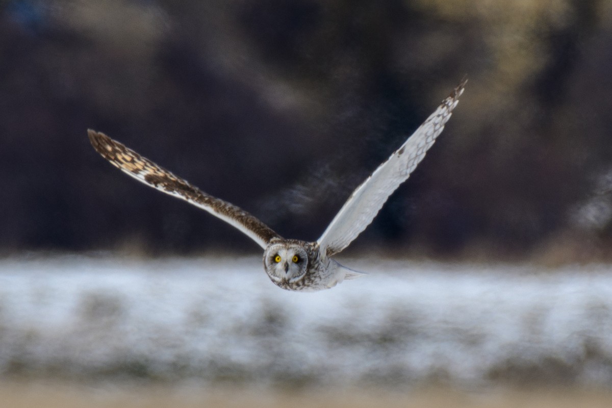 Short-eared Owl - ML223144711