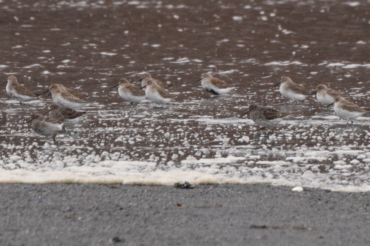 Dunlin - Danny Hernandez