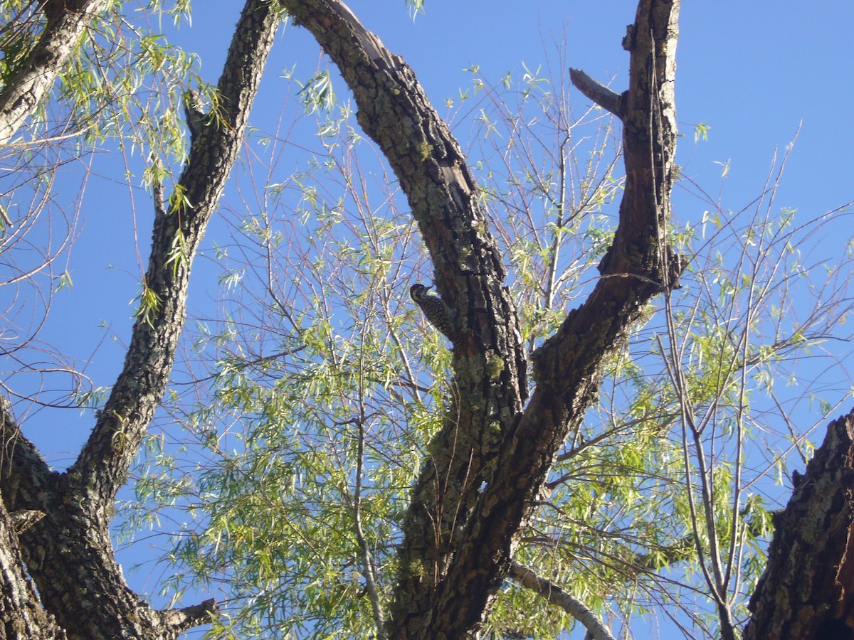 Checkered Woodpecker - ML223147801