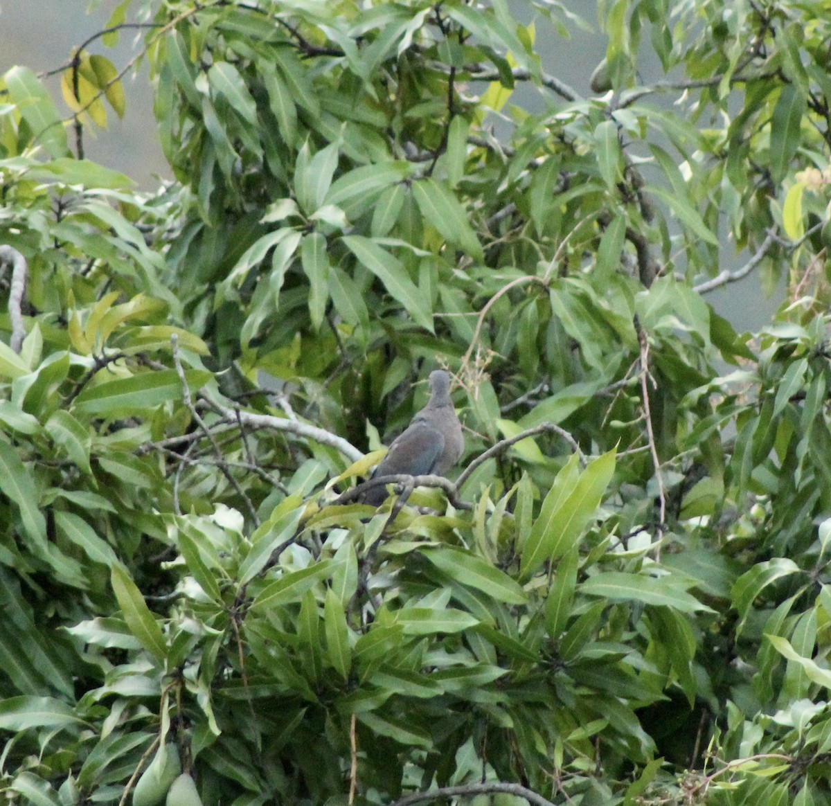 Pale-vented Pigeon - ML223148201