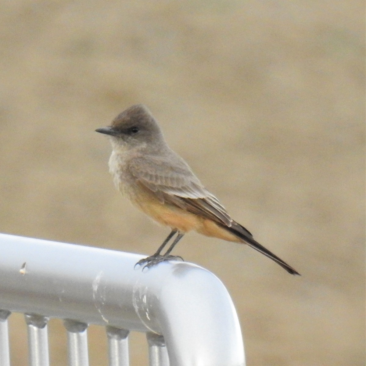 Say's Phoebe - Chipper Phillips