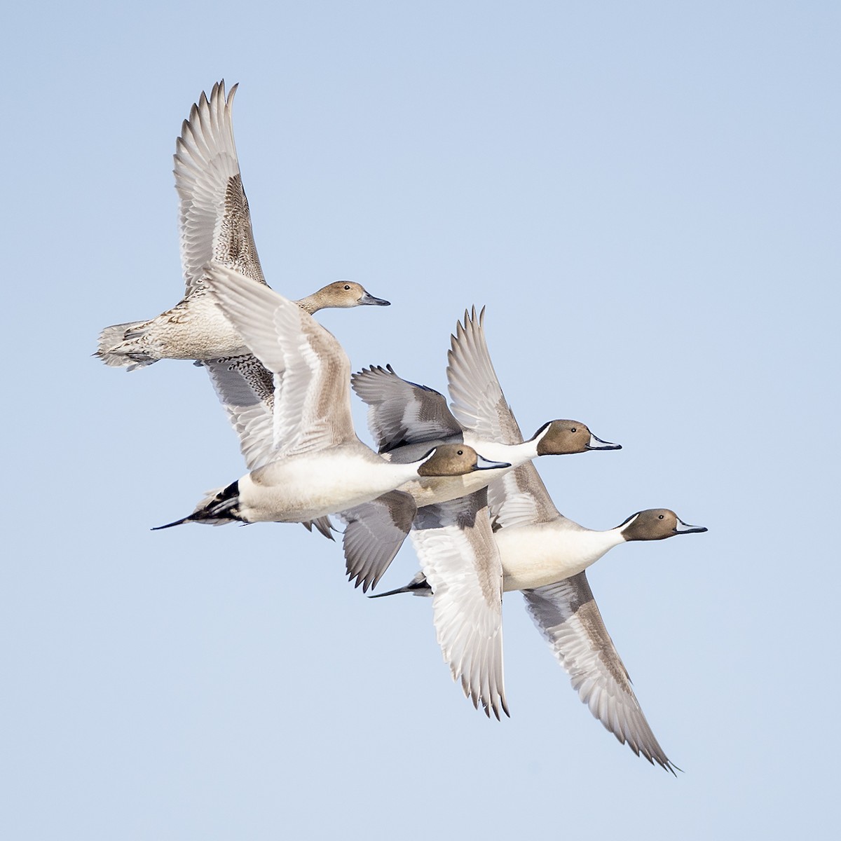 Northern Pintail - ML223148831