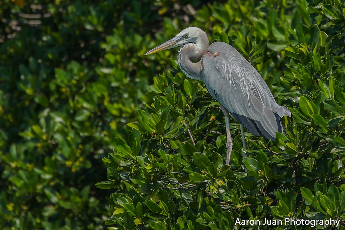 Great Blue Heron - ML223149711