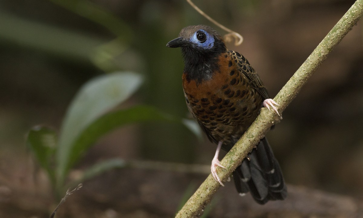 Ocellated Antbird - ML223151481