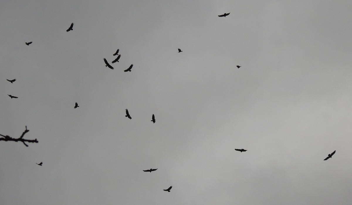 Turkey Vulture - ML223152211