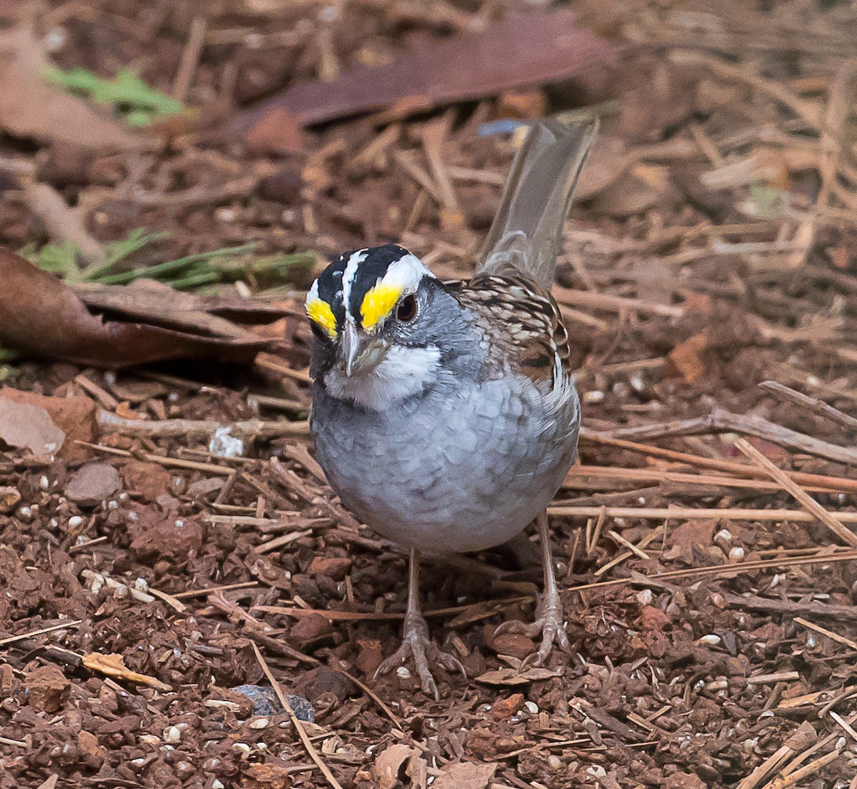 White-throated Sparrow - Willie Hall