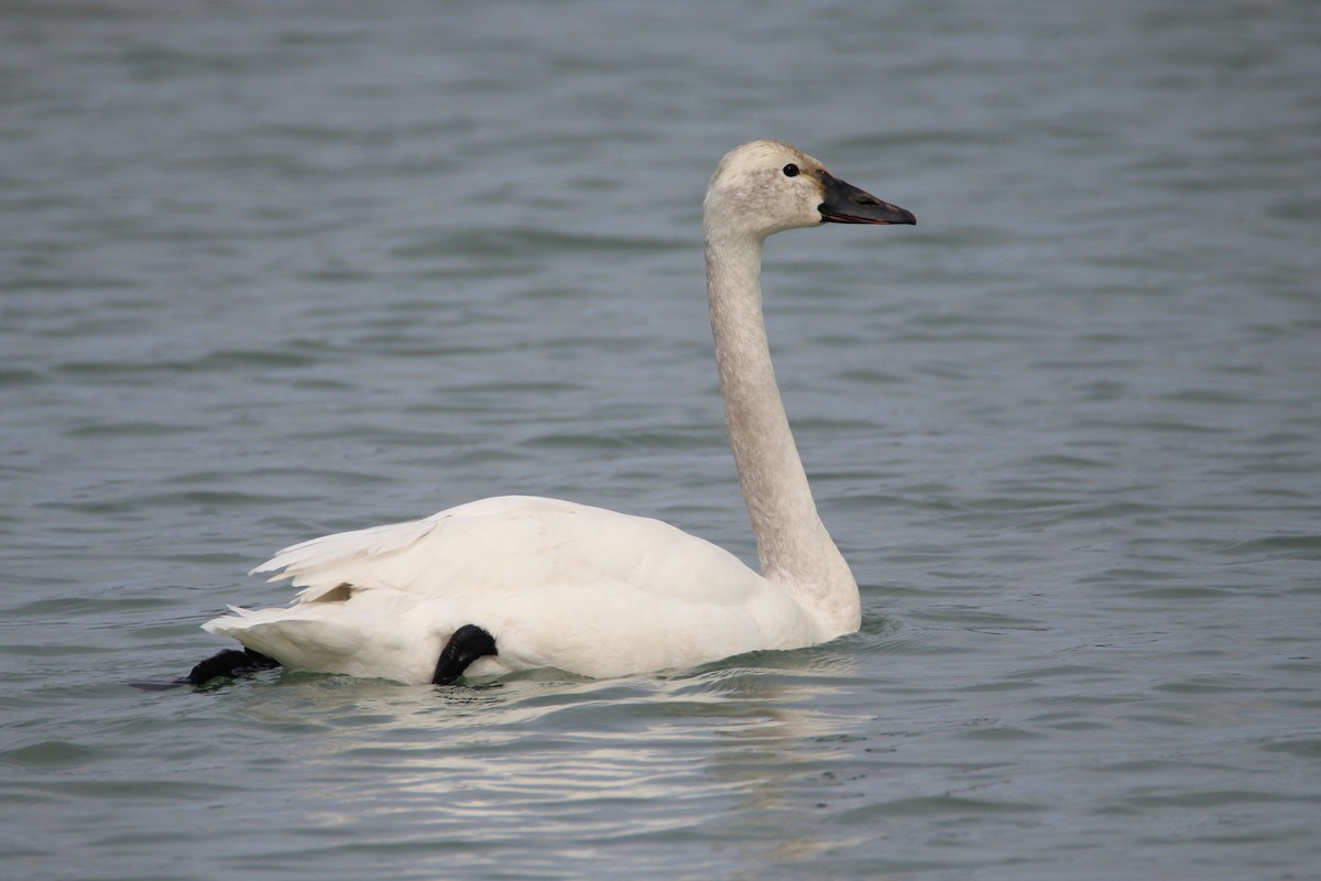 Tundra Swan - Patrick Sysiong