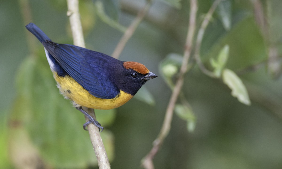 Tawny-capped Euphonia - Zak Pohlen
