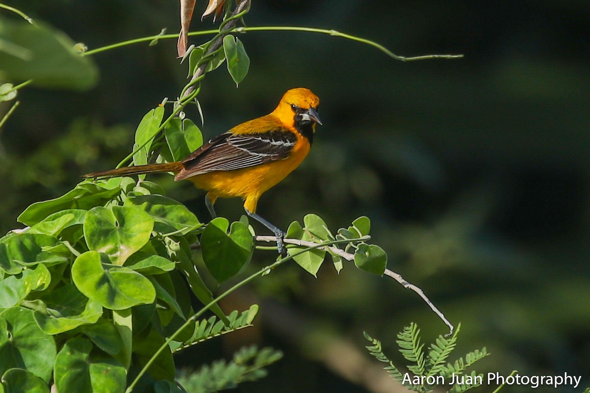 Orange Oriole - ML223153411