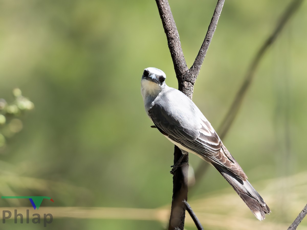 White-bellied Cuckooshrike - ML223153551