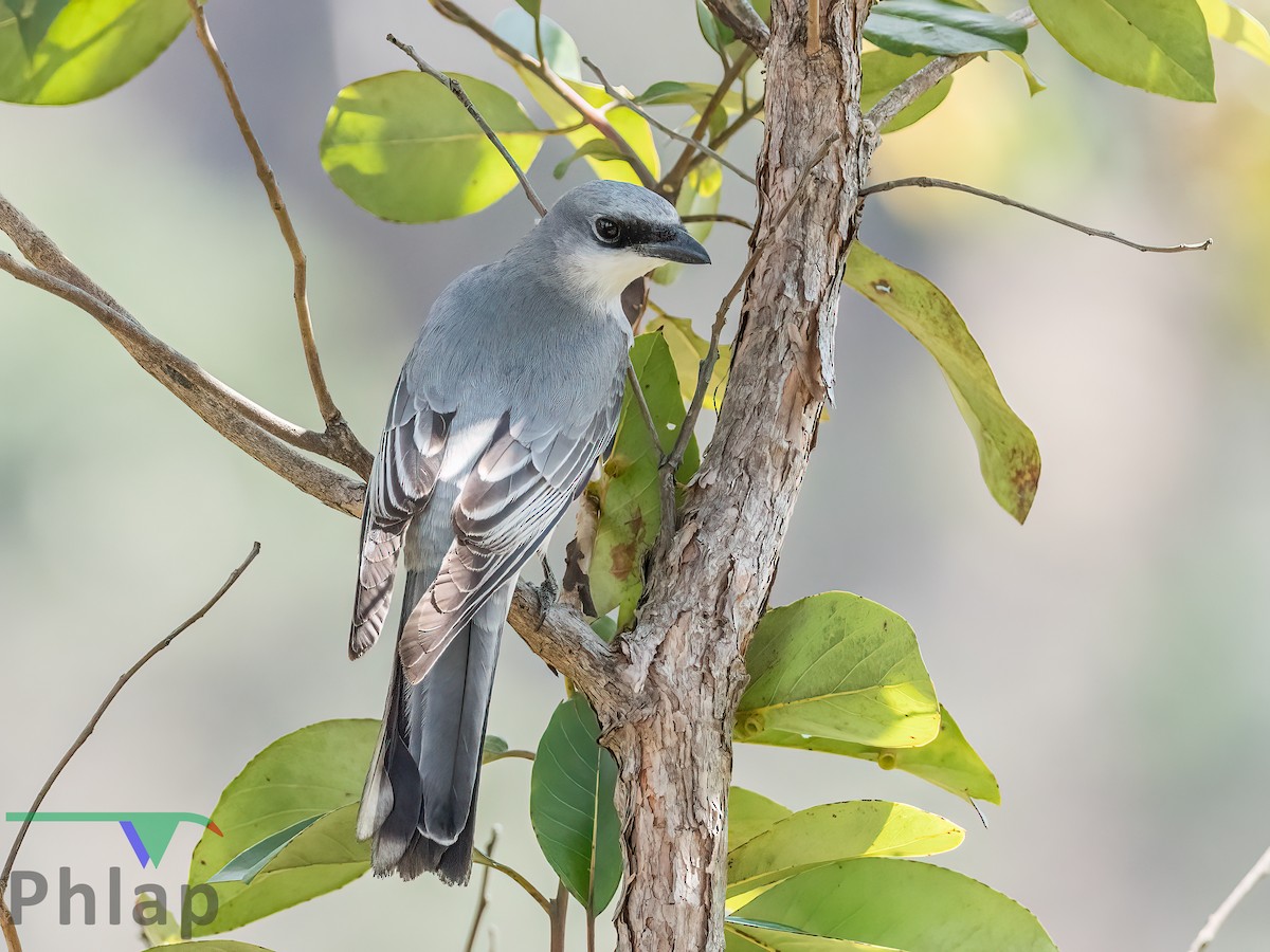 White-bellied Cuckooshrike - ML223153561
