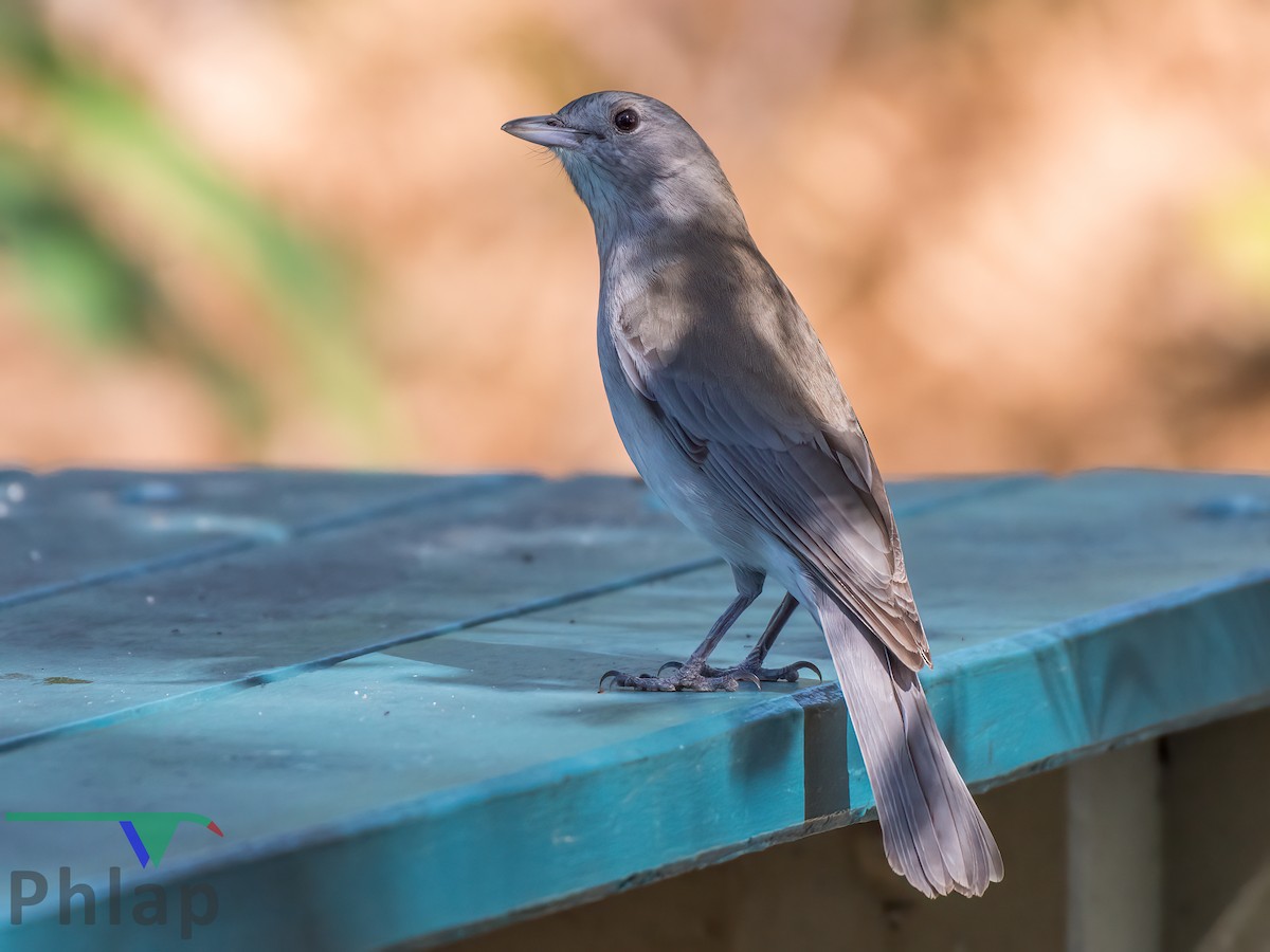 Gray Shrikethrush - ML223153651
