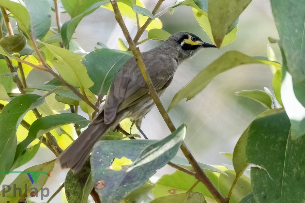 Yellow-faced Honeyeater - ML223153701