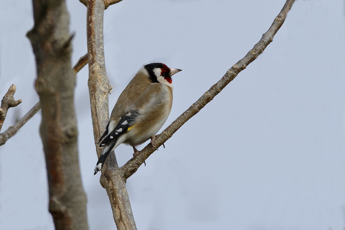 European Goldfinch - ML223154791