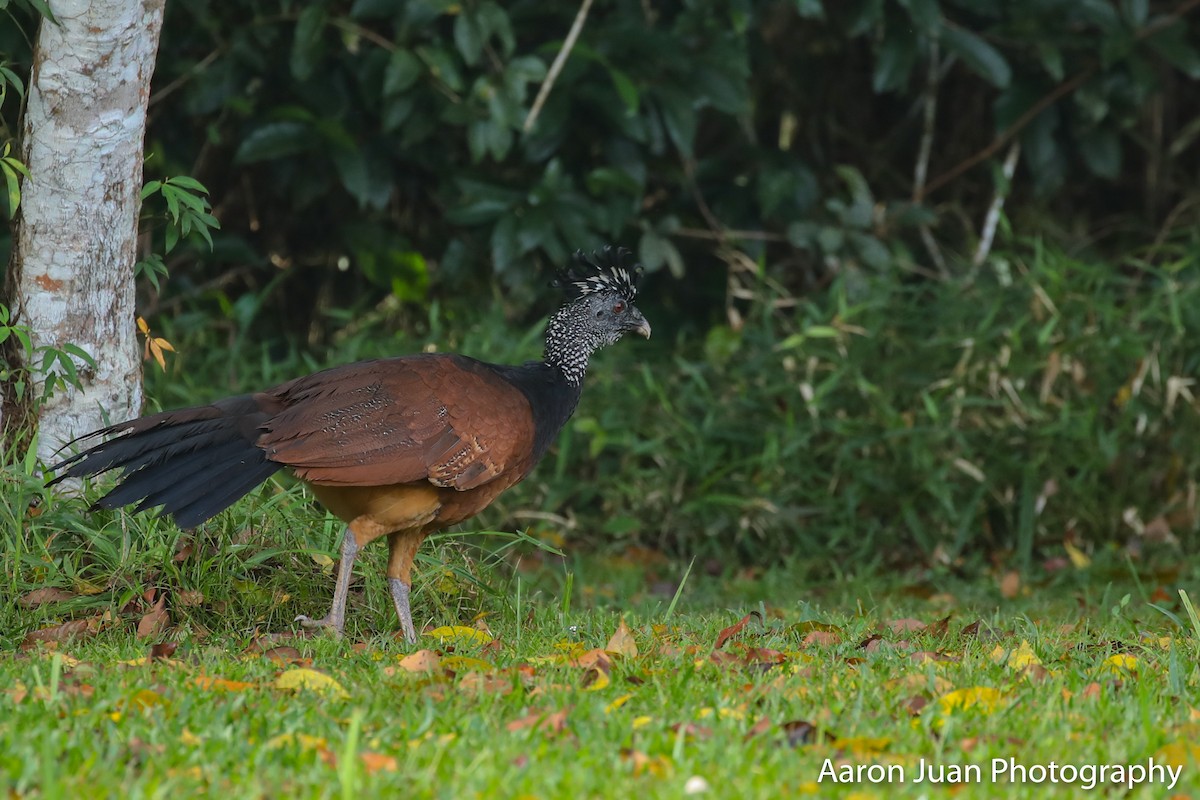 Great Curassow - Aaron Juan