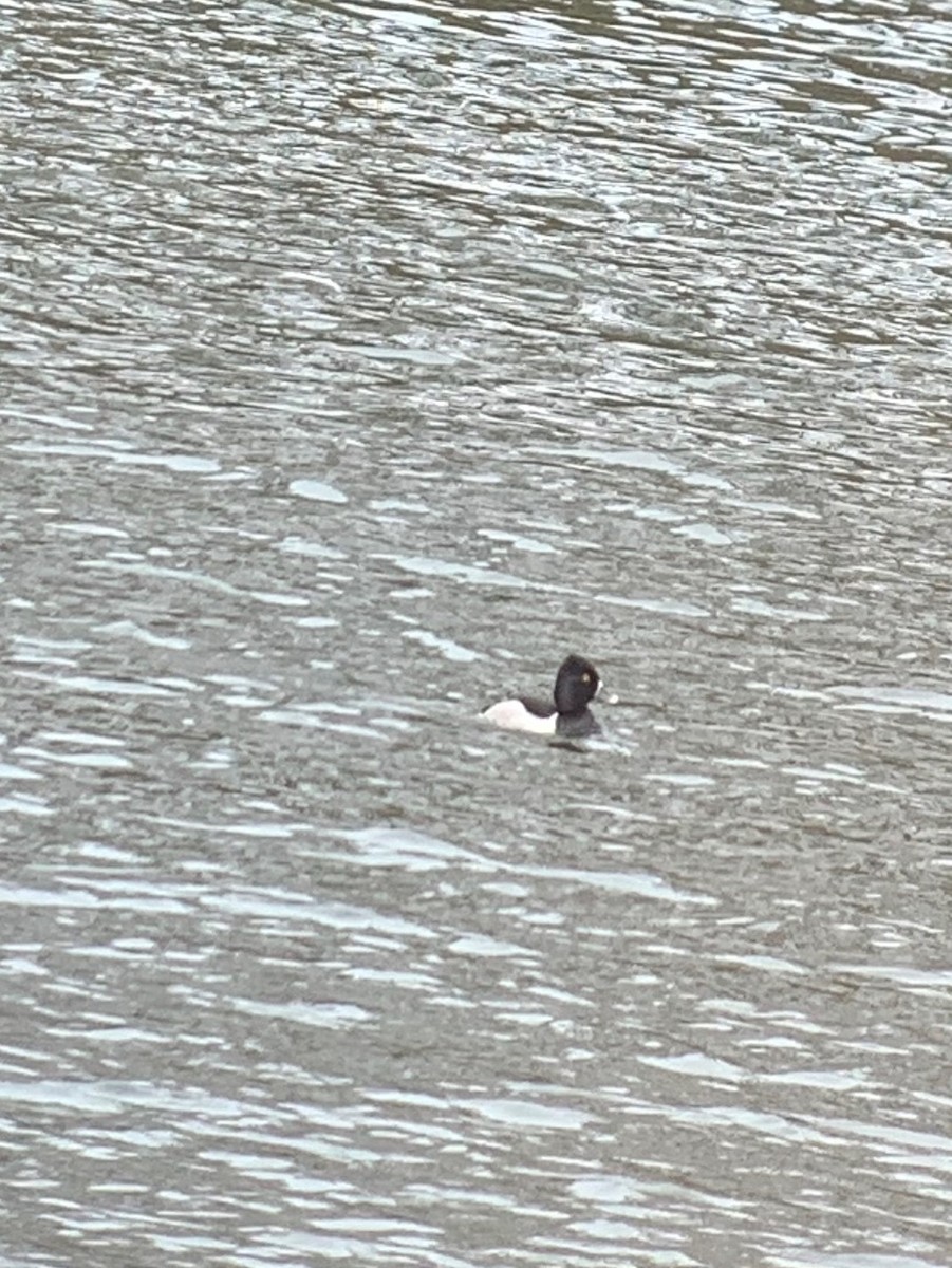 Ring-necked Duck - ML223158731