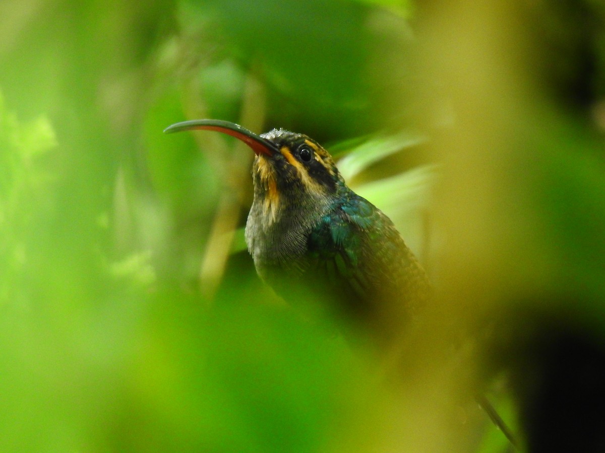 Grünschattenkolibri - ML223158801