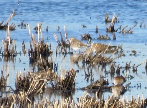 Baird's Sandpiper - Russ Namitz