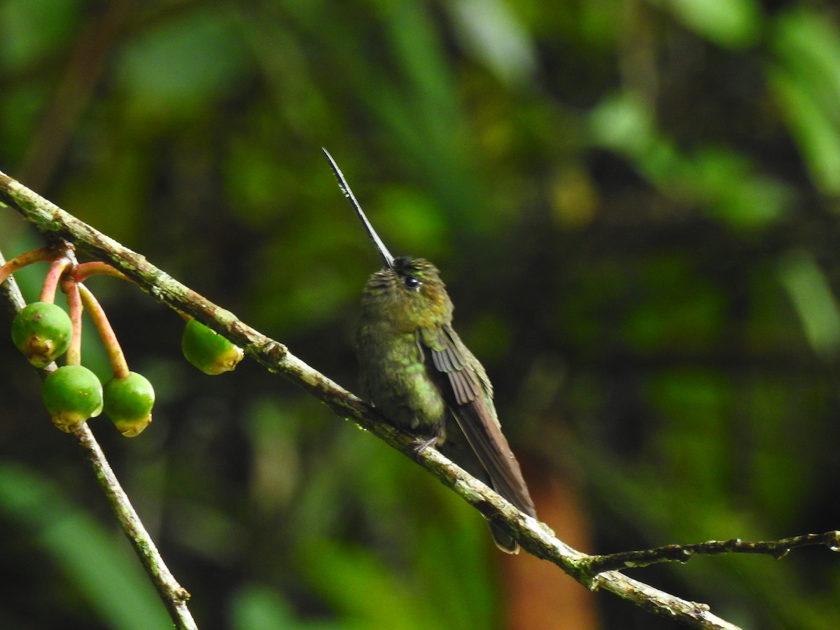 Green-fronted Lancebill - ML223159871