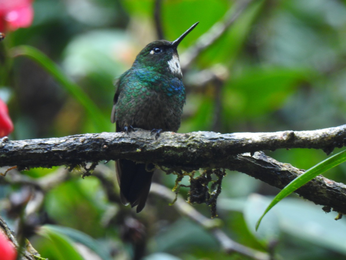 Colibrí Turmalina - ML223161151