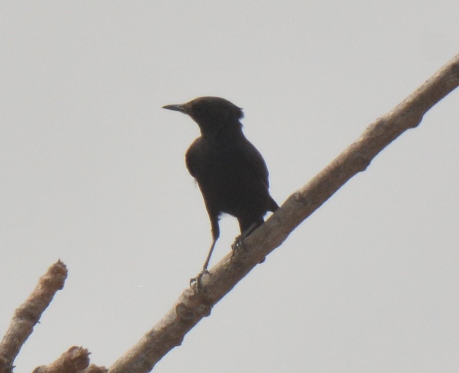 White-fronted Black-Chat - ML223162291