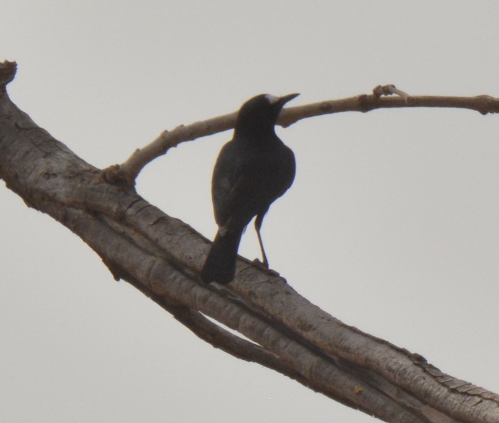 White-fronted Black-Chat - ML223162301