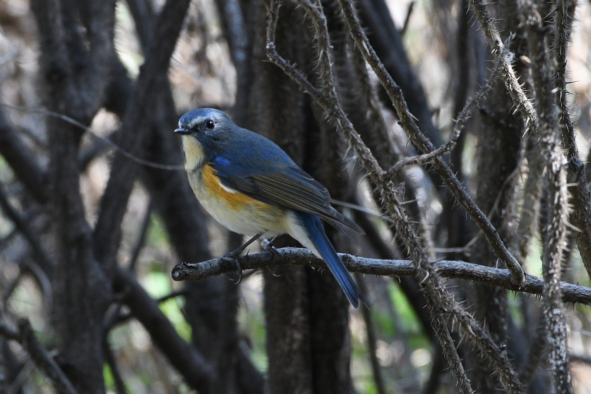 Red-flanked Bluetail - ML223162511