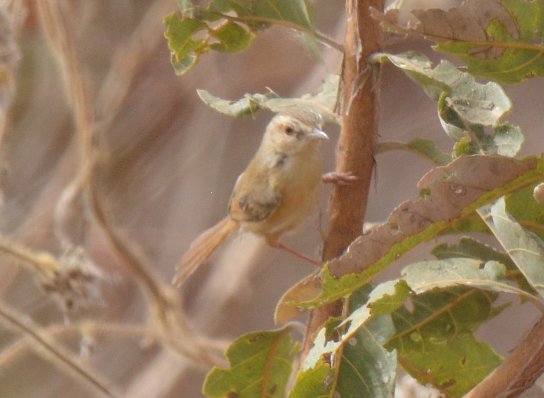 Tawny-flanked Prinia - ML223162631