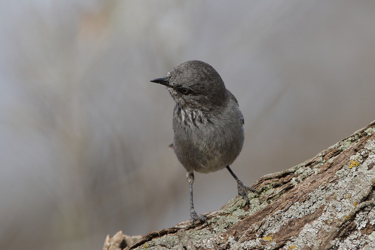 Curruca Sureña - ML223164611