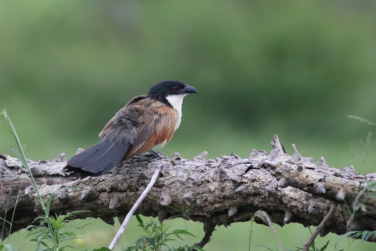 White-browed Coucal - ML223165171