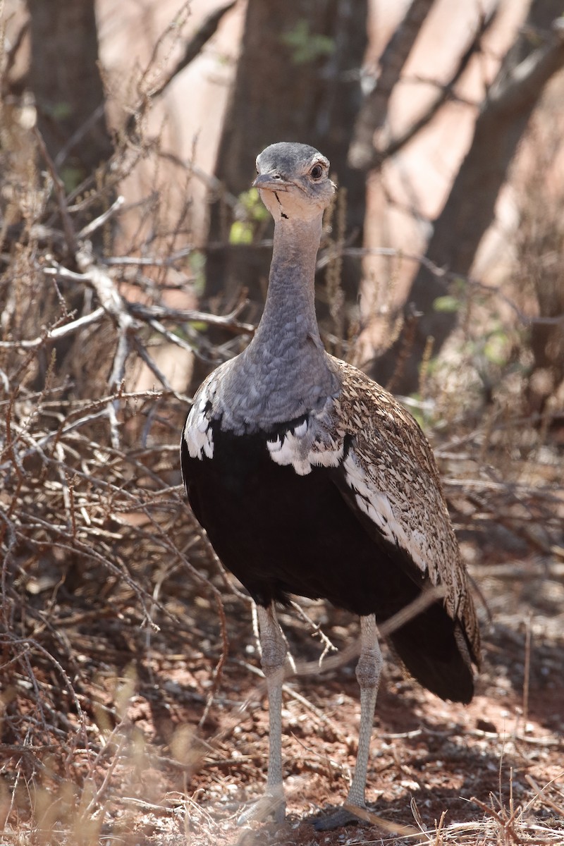 Red-crested Bustard - ML223165181