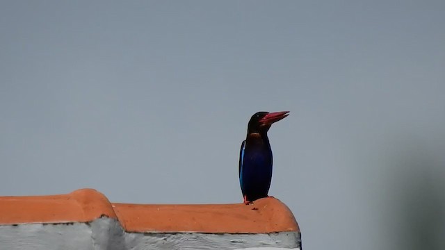 ジャワショウビン - eBird